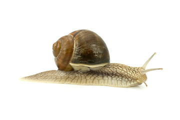 Image showing snail crawling