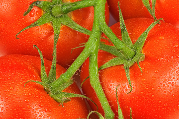 Image showing tomatoes on a green twig