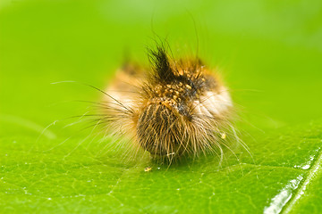 Image showing close-up of a caterpillar