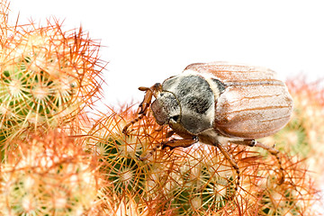 Image showing spring beetle cockchafer on spiky cactus