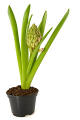 Image showing Hyacinth flower 