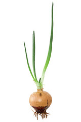 Image showing Onion  with  green sprouts