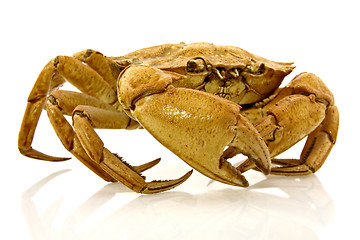 Image showing brown crab 