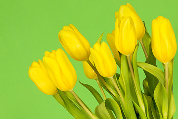 Image showing Tulips on the green background