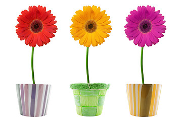 Image showing three colorful gerberas