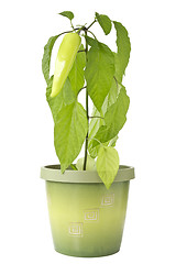 Image showing Pepper plant in a pot 