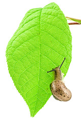 Image showing slug on a green bright leaf