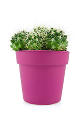 Image showing cactus in a purple pot