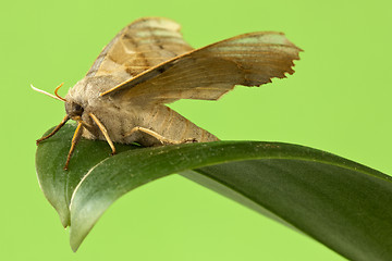 Image showing Butterfly sitting  on the leaf