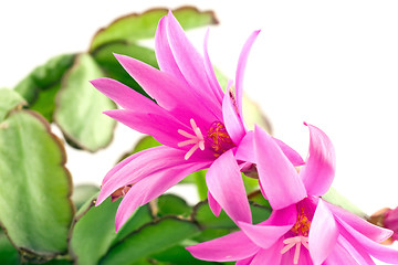 Image showing pink christmas cactus bloom