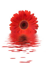 Image showing red gerbera flower in a water