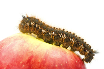 Image showing  caterpillar on top of  apple