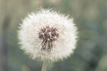 Image showing dandelion clock on blurry background