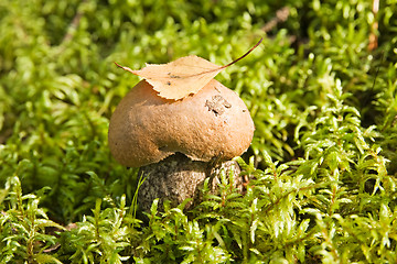 Image showing mushroom with a leaf 