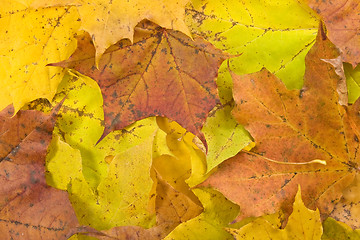 Image showing autumnal background