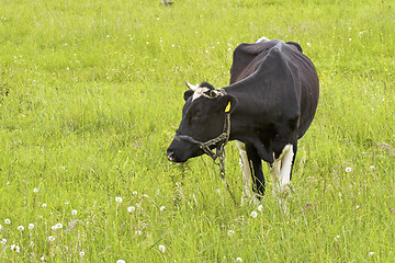 Image showing cow in a field