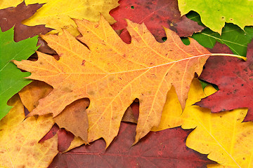 Image showing fallen leaves