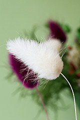 Image showing  fluffy plant