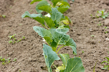 Image showing organically growing cabbages