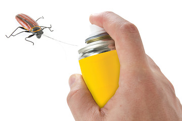 Image showing Spraying insecticide on cockroach
