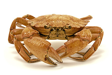 Image showing crab  on white background