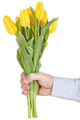 Image showing Hand holding yellow tulips