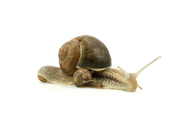 Image showing snails family