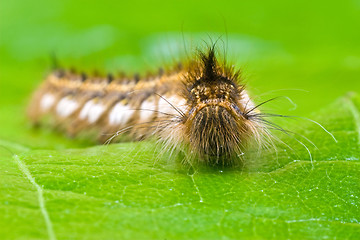 Image showing close-up of a hairy caterpillar