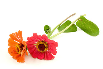 Image showing two zinnia flowers