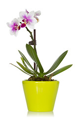 Image showing Little orchid in a green pot
