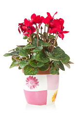 Image showing red cyclamen flower in  pot 