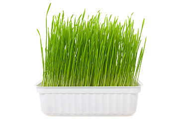 Image showing green wheat sprouts