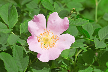 Image showing wild rose flower bloom