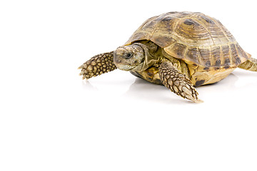 Image showing land tortoise