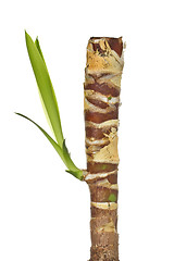 Image showing leaf growing on the palm branch
