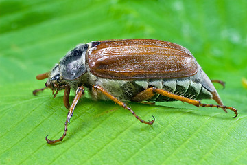 Image showing spring beetle cockchafer