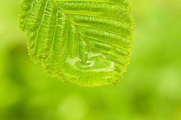 Image showing single green wet leaf