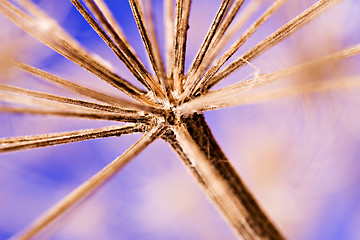 Image showing winter dandelion head