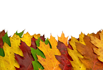 Image showing colorful vivid maple leaves