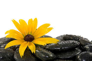 Image showing flower on the  stones