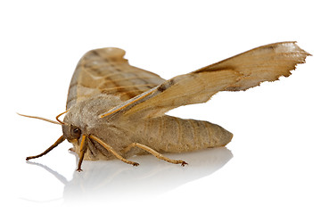 Image showing night butterfly on white background