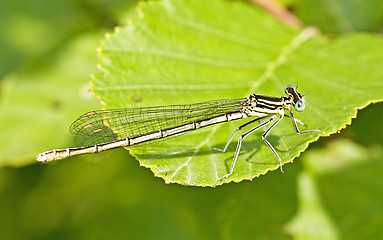 Image showing dragon fly