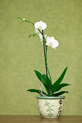 Image showing Beautiful white orchid