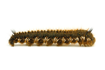 Image showing hairy caterpillar isolated on white