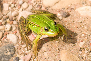 Image showing green frog