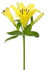 Image showing yellow lily flower