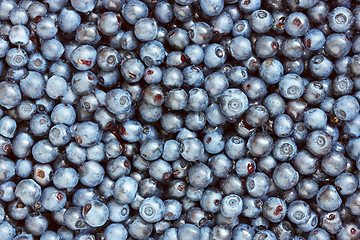 Image showing background of freshly picked blueberries