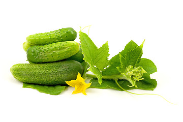 Image showing Fresh cucumbers