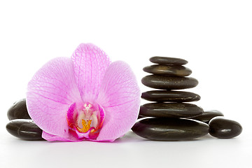 Image showing Orchid and black stones 