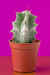 Image showing  cactus on purple background